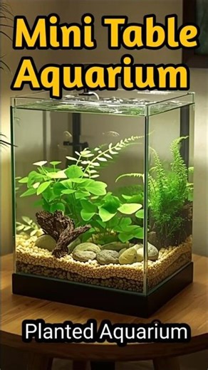Best aquarium for students