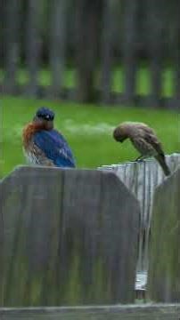 May 11, 2026 | Eastern Bluebird and House Finch chilling on a fence