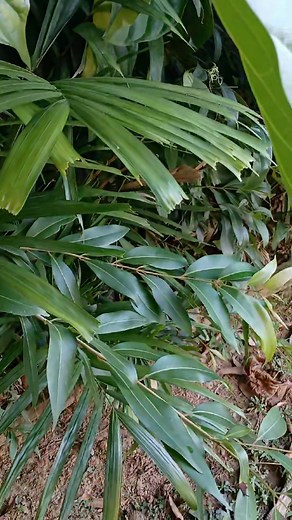 Use noni leaves as a pantie shell 18687584430 16314554752 | Herbal Medication Trinidad