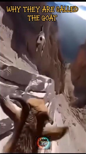 Why Ibex are the Real GOAT! Part 4 🐐🏔️ #Ibex #Goat #NatureIsAmazing