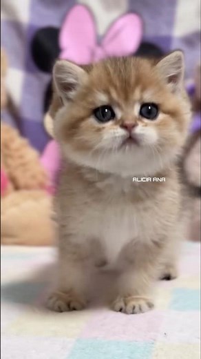 "😻✨" Baby Cat’s First Adventure – So Funny & Cute!