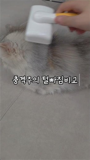 장모 고양이는 털이 안 빠질까? 빗질 반전 결과 충격 주의!/ 단모 장모 비교 #먼치킨 #고양이 #페르시안