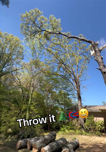 THROW ITTT #fancherforestryservices #fyp #treework #bluecollar #treeremoval