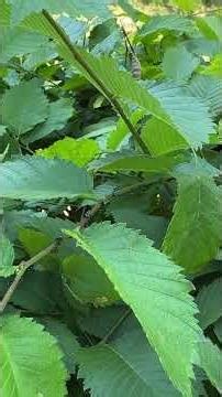 Hawkins STEM News: Spotted Lantern Flies- A Tutorial