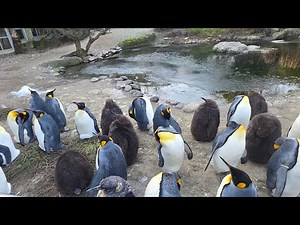 Beautiful Zoo Animals 🦁🐧 | Calm Music | Zurich Zoo (30 Minutes)