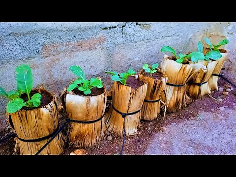 Amazing idea: Grow vegetables with banana trunk for beginners | sustainable gardening.