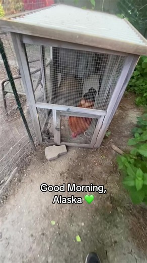Alaska is one of the 8 roosters in Roostertown. This video is from about a month ago and Alaska is now living in a different yard with 2 hens (Speedy and Pepper). #morning #rooster #farmlife #happy #chicken