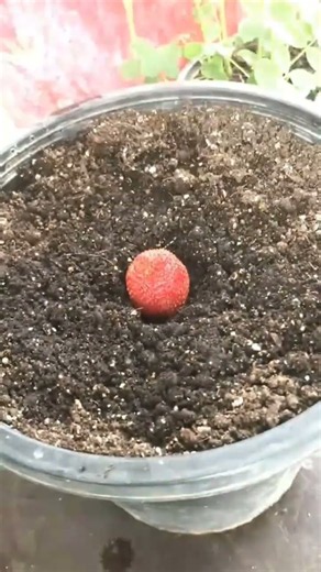 🍓 How Do You Grow Strawberries at Home? | Easy Strawberry Growing Method