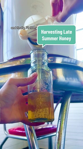 Replying to @alley Jane Harvesting Late Summer Honey #beekeeper #learnontiktok #beetok #beekeeping #honey #honeyharvest #
