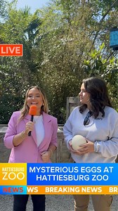 The mystery of the giant eggs popping up around the Hattiesburg Zoo is still unsolved! While we haven’t cracked the case just yet, we’ve received some egg-citing theories and wild guesses from guests like you. Now, we need your help! Join us this Saturday, April 19th, from 10 a.m. to 4 p.m. for the EGGZ-OTIC Egg Hunt at the Hattiesburg Zoo — and see what might be hatching! #hattiesburgzoo #mississippi #zoo | Hattiesburg Zoo