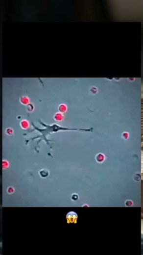 White Blood Cells In Action😱#blood #immunesystem #biology #shorts #shortsviral