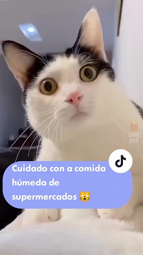 Cuidado con la comida húmeda para gatos 😿