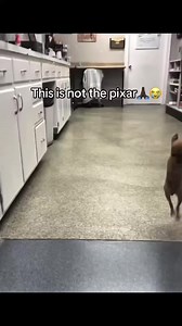 Don Pollo Meme Compilation: Best Short Clips