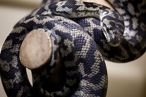 Woman wakes up to find python coiled on her chest: ‘Oh baby, don’t move’