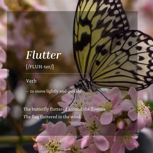Word of the Day: Flutter | Study Bee