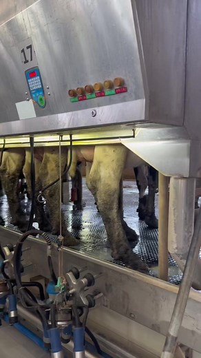 Milking machine on TikTok