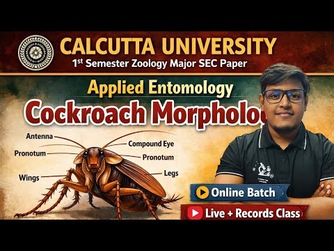 Cockroach Morphology Calcutta University Zoology Major 1st Semester | SEC Paper #zoologymajor