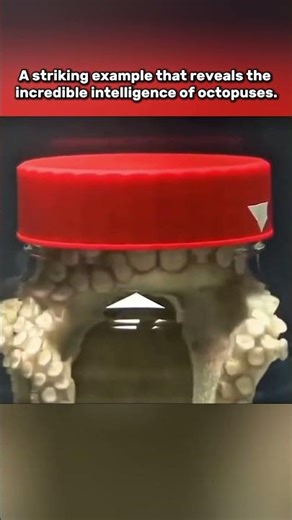 The Hidden Genius of Octopuses