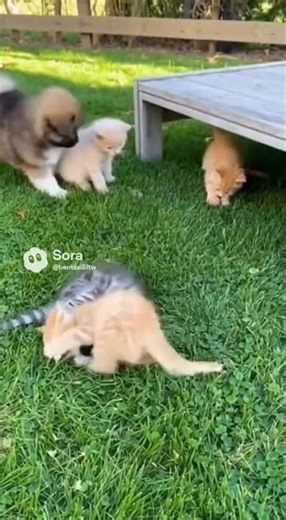 “Four Gentle Pet Moments in Changing Scenes” #petstories #softlight #cutemotion