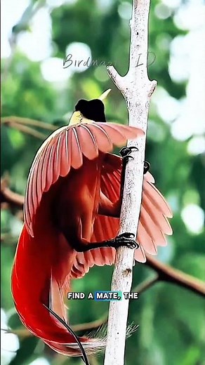 The Living Legend: Greater Bird-of-Paradise in Action