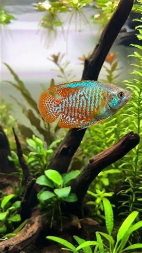 Stunning Dwarf Gourami Reveals Vibrant Turquoise-Orange Hues