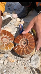 discovery of ammonite possil stone Wwaw.. amazing #Treasure #gemstone #agate ‼️ #goldhunting#lookingforgold#jade #Petrifiedwood #Fossilwood #Crystalstone #Chalcedony #quartz #blackdiamond #blackjade #stoneage #玉 #玛瑙 #الأحجارالكريمة #ကျောက်မျက်ရတနာများ #ကျောက်စိမ်း #quartz #Treasure # | Uswandi Golddigging