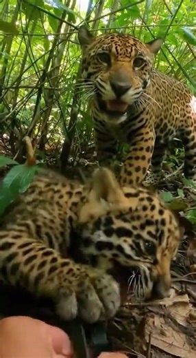 Hands Prying Plastic in a Dense Thicket Pocket
