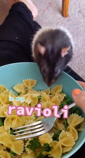 SqueakyKings on TikTok