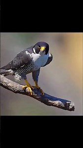 Falcon Fastest Strike on a Goose #falcon #falconattack #trending #shorts