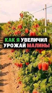 How I doubled my raspberry harvest #raspberry #harvest #fertilizer #feeding #garden #berries #tre...