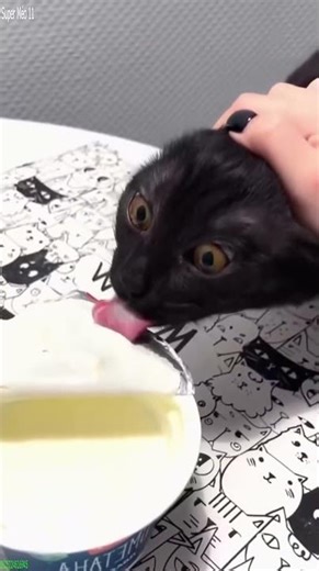Cute Animals 😼 Kitten meowing 😾 # Part 4933