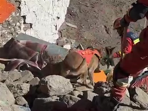 搜救犬正在地震现场全力搜救！