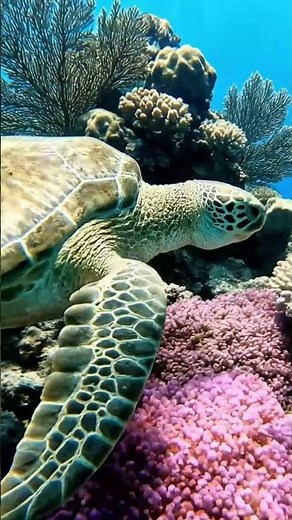 Sea Turtle Gliding Over a Coral Garden! 🐢 Ocean Serenity