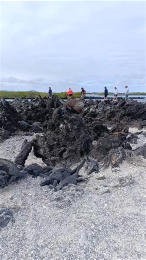 "Wildlife Wonders of the Galápagos! 🌟🐢🐳 Encounter the incredible biodiversity of the Galápagos Islands, where every moment is a chance to connect with nature. From giant tortoises to blue-footed boobies, sea lions to marine iguanas, the unique wildlife of this archipelago will leave you in awe. Join us on an unforgettable journey to this natural paradise and experience the magic of the Galápagos! 🌊 #GalápagosWildlife #Ecuador #Travel #NatureLover #AdventureAwaits #Activexpertedition #Galápag