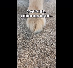 Funny Chicken Toy Makes Hilarious Noises