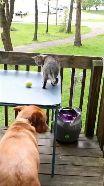 Cat and Dog playing with automatic ball launcher 😺 🐶