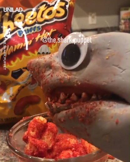 Shark Puppet Compilation