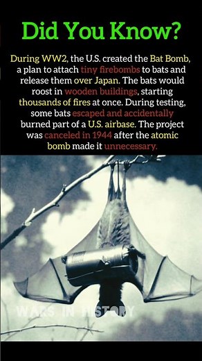 Bat Bomb #ww2