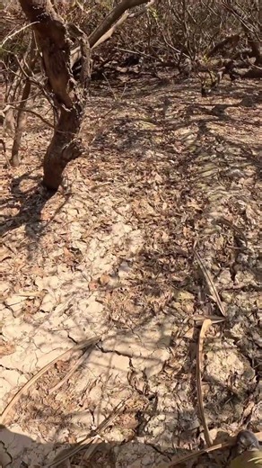 Massive Crocodile Slide Found in the Bush! 🐊😳