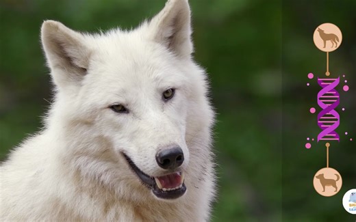 Smile and Learn 学前英语系列 DOGS 狗狗