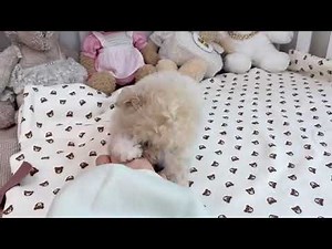 Female teacup Poodle for sale