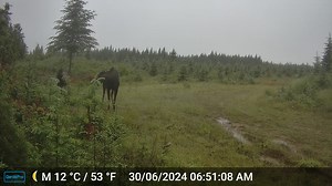 Happy #TrailCam Tuesday! You can hear the beautiful chirps of songbirds as these moose enjoy a peaceful morning walk in one of our managed stands in central New Brunswick. #DidYouKnow that the best time to hear songbird melodies is just before dawn? The still air allows their songs to carry over greater distances, serving as nature’s alarm clock. Follow us for more Trail Cam Tuesdays showcasing how working forests work for wildlife, and learn more here: https://bit.ly/4017GaL | Irving Woodlands