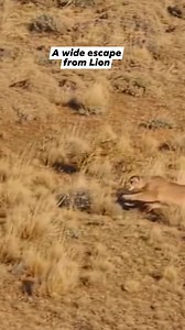 Puma and Lion - Wide escape #wild #wildanimals #wildlife #animalworld #survival #hunt #puma #lionking #prey #amazingvideo #battle #fypシ゚viral #fbreelsvideo #animallife #primeday | Eduard Fahilan Falqueza
