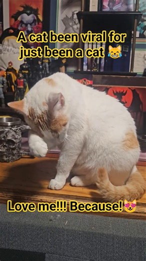 a cat that's literally too perfect #cat #kitty #viral