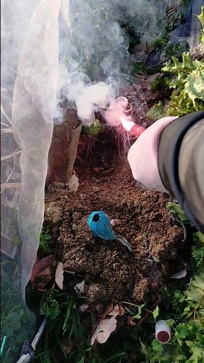 厄介な畑のモグラ退治 発煙筒 #もぐら #モグラ #発煙筒