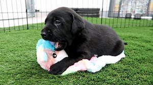 33K views · 3.6K reactions | Labrador Puppies Play With Their First Toys | Life With Labradors | Facebook