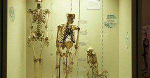 Selon une étude, l'espèce humaine ne viendrait pas d’une seule lignée !