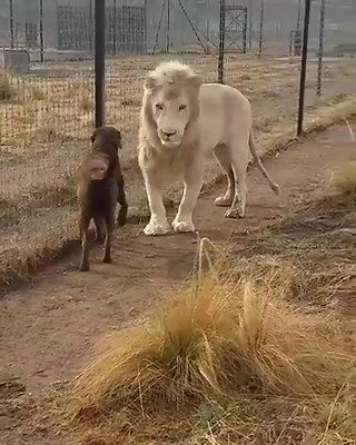 The Dogfather