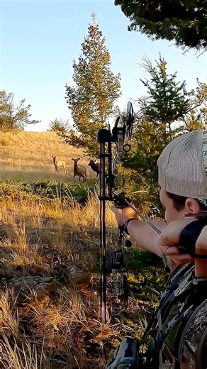 Эпическая охота на лося-самца | Лук и стрелыПриключение#elkhunt#shortvideo #animals #охота #chasse