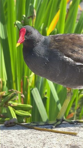 "A Eurasian moorhen stands and lingers at the fountain basin edge on a sunny morning 🐦⛲☀️"
